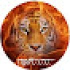 TIGER, C.C.C.