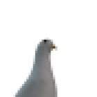 PapaMolo
