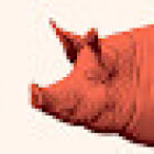 Pigxoo