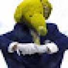 Yellow Elephant